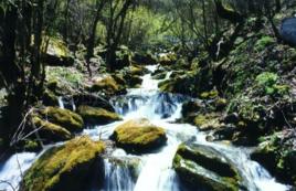 金猴嶺原始森林 金猴嶺原始森林