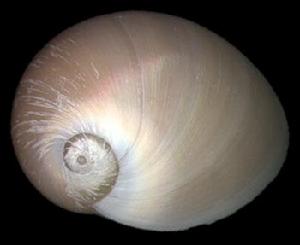 扁球玉螺 扁球玉螺