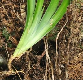 藍花扁竹 藍花扁竹