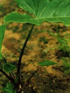 引火歸元 引火歸元