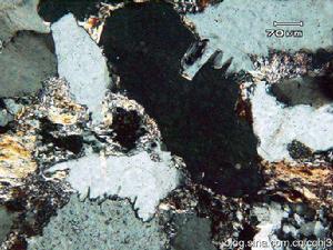 生物有機成礦作用 生物有機成礦作用