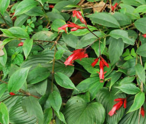 狹矩芒毛苣苔 狹矩芒毛苣苔