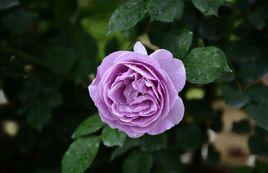 紫玫瑰[花卉品種]