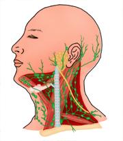 頸部淋巴 頸部淋巴