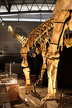 華北龍（學名Huabeisaurus）是蜥腳下目恐龍的一屬，生存於上白堊紀坎帕階的現今中國北部，距今約7500萬年前。華北龍很像後凹尾龍，且是四足的草食性恐龍。華北龍的化石包括有牙齒、部份四肢骨頭、及脊椎。華北龍骨架模型