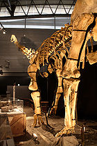 華北龍（學名Huabeisaurus）是蜥腳下目恐龍的一屬，生存於上白堊紀坎帕階的現今中國北部，距今約7500萬年前。華北龍很像後凹尾龍，且是四足的草食性恐龍。華北龍的化石包括有牙齒、部份四肢骨頭、及脊椎。華北龍骨架模型