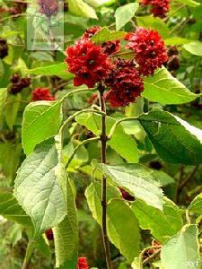 毛赬桐[毛赬桐]