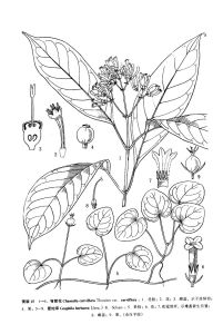 彎管花（海南植物志）圖版15：1-4