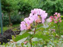 紫薇花[紫薇世界]