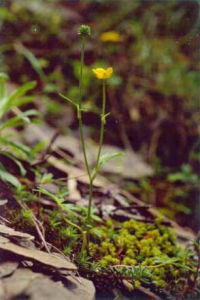 檜林毛茛 檜林毛茛