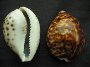 黑嘴鳳凰螺 黑嘴鳳凰螺