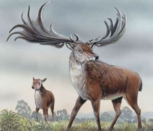 愛爾蘭大鹿 愛爾蘭大鹿