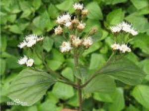 無被大孢屬 無被大孢屬