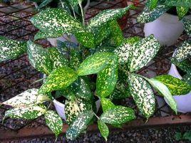 星點木類植物 星點木類植物