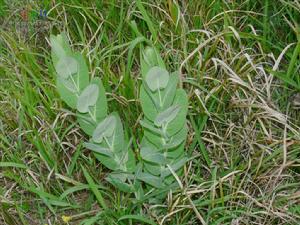 神仙對坐草 神仙對坐草