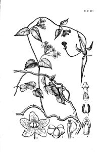 麗子藤(原變種) 麗子藤(原變種)