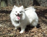 美國愛斯基摩犬