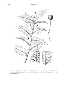 無柄山柑 無柄山柑