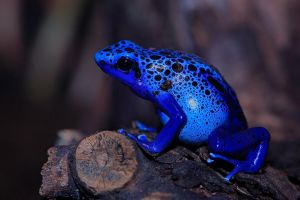 藍色毒標蛙