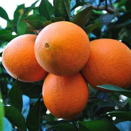 秭歸鵝蛋柑 秭歸鵝蛋柑