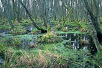 波蘭斯洛溫斯基國家公園 波蘭斯洛溫斯基國家公園