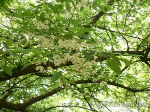 長果秤錘樹秤錘樹