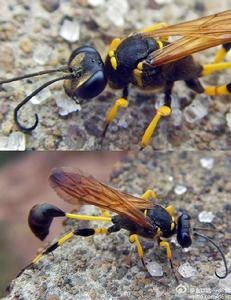 黃柄壁泥蜂