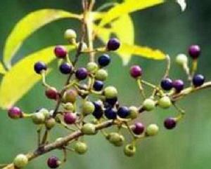 山雞椒[毛茛目樟科植物]