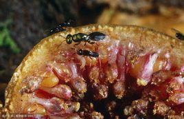 無花果小蜂 無花果小蜂