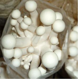 海鮮菇世間美味 海鮮菇世間美味