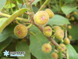 狹葉天仙果 狹葉天仙果