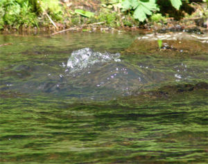 長白山天然礦泉水 長白山天然礦泉水