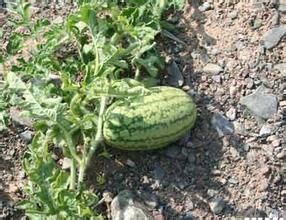 石頭瓜 石頭瓜