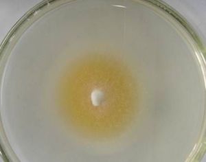 球孢白僵菌Bbsp1 球孢白僵菌Bbsp1