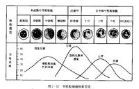 白細胞分類計數