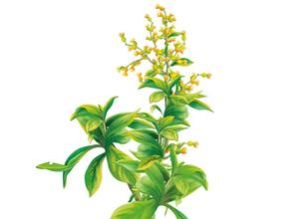 纖枝艾納香 纖枝艾納香