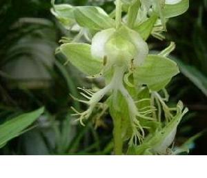 香港玉鳳花 香港玉鳳花