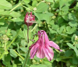 華北耬斗菜 華北耬斗菜