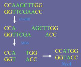 綠豆核酸酶 綠豆核酸酶