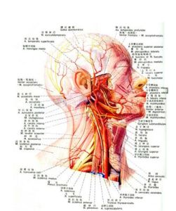 聽神經瘤細胞 聽神經瘤細胞