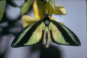 美麗絲尾鳥翼鳳蝶
