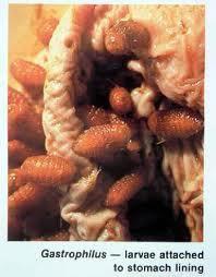 馬胃蟲病 馬胃蟲病