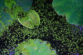 青萍[浮萍科植物]