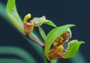 少瓣蝶花 少瓣蝶花