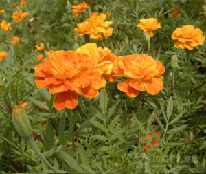 法國萬壽菊 法國萬壽菊