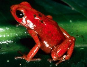 紅帶箭毒蛙 