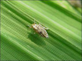 稻飛虱 稻飛虱