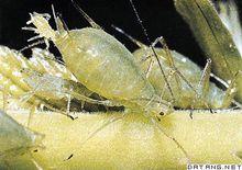 蚜蟲的孤雌生殖(2)