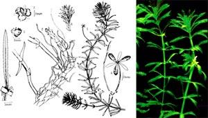 輪葉黑藻 輪葉黑藻