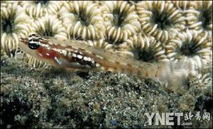 壽命最短脊椎動物—蝦虎魚(圖)